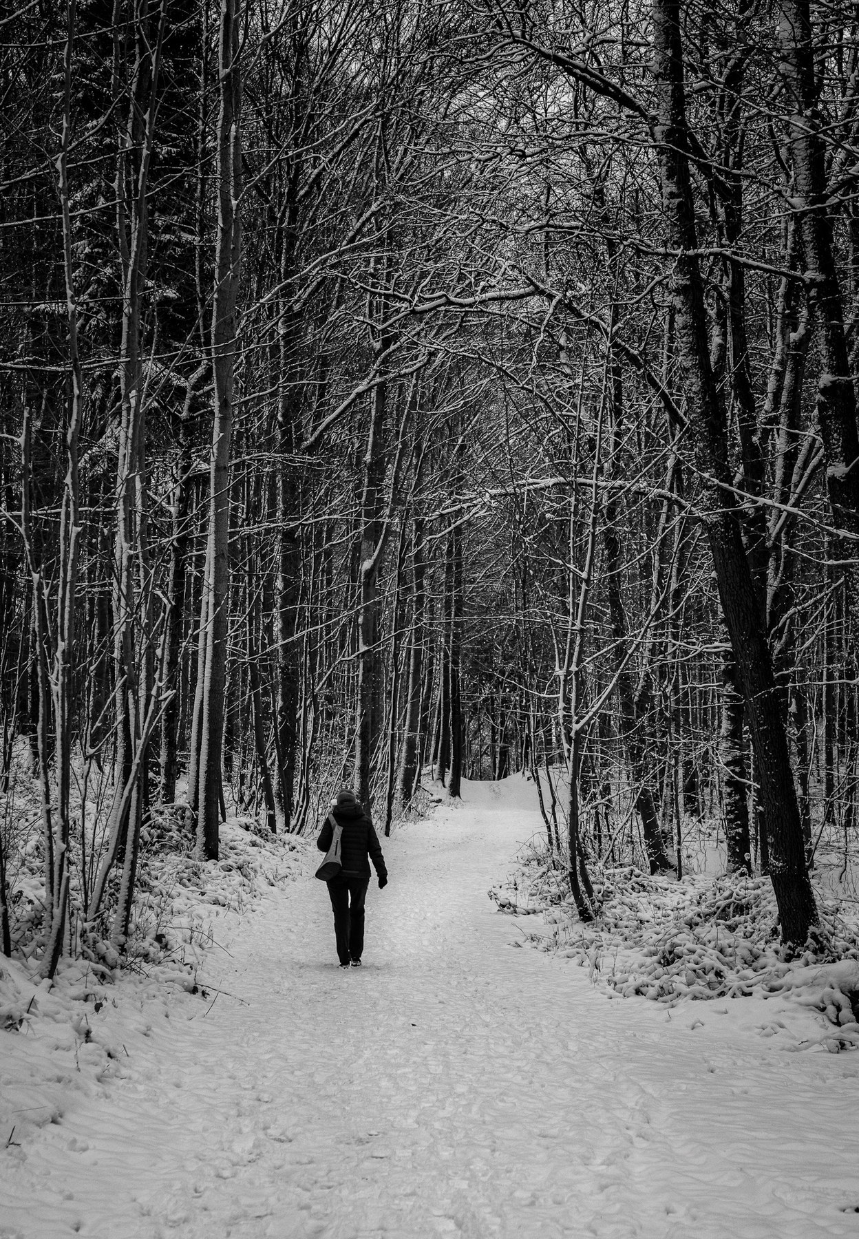 Durch den Winterwald