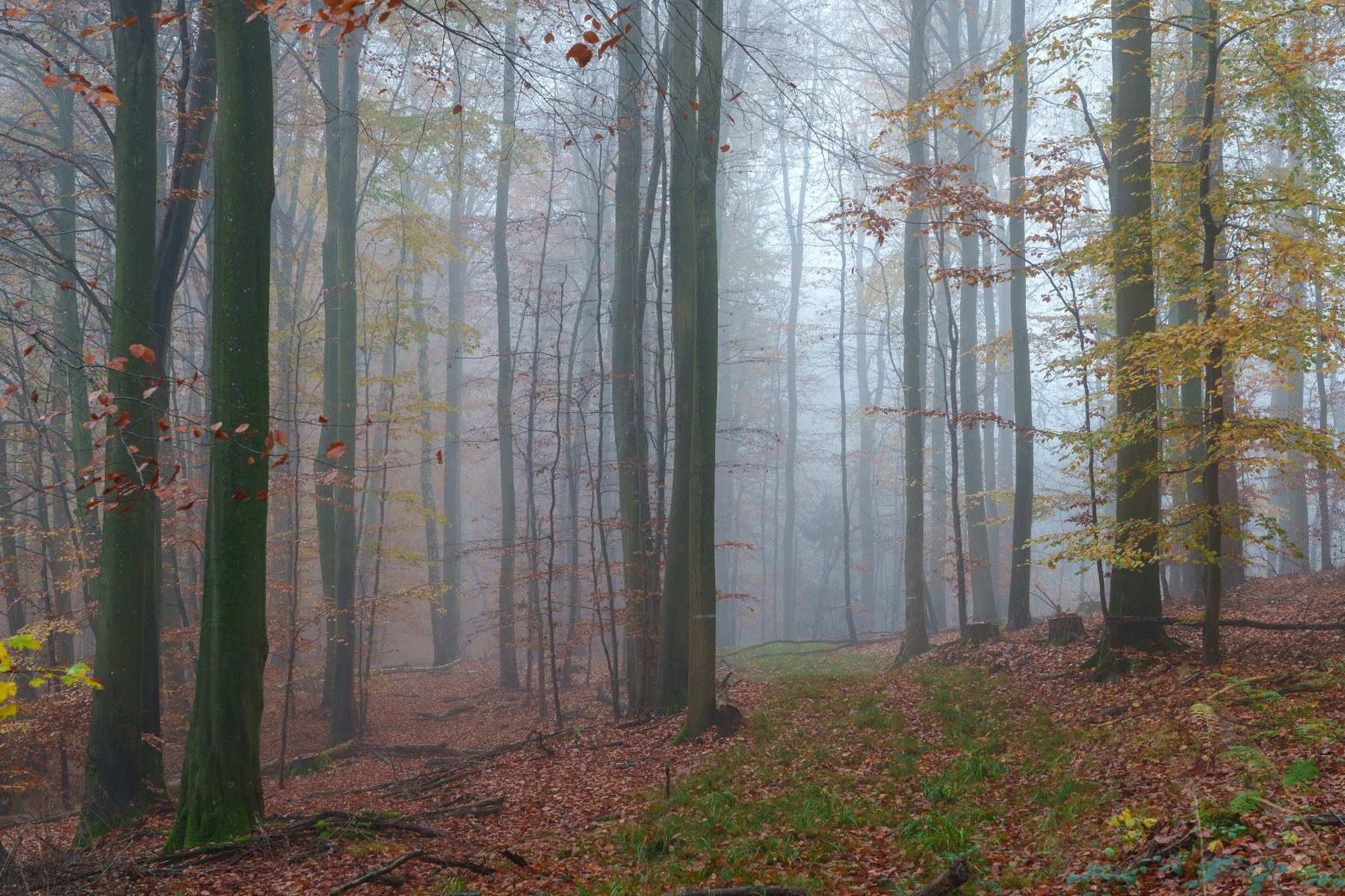 Im stillen Herbstwald