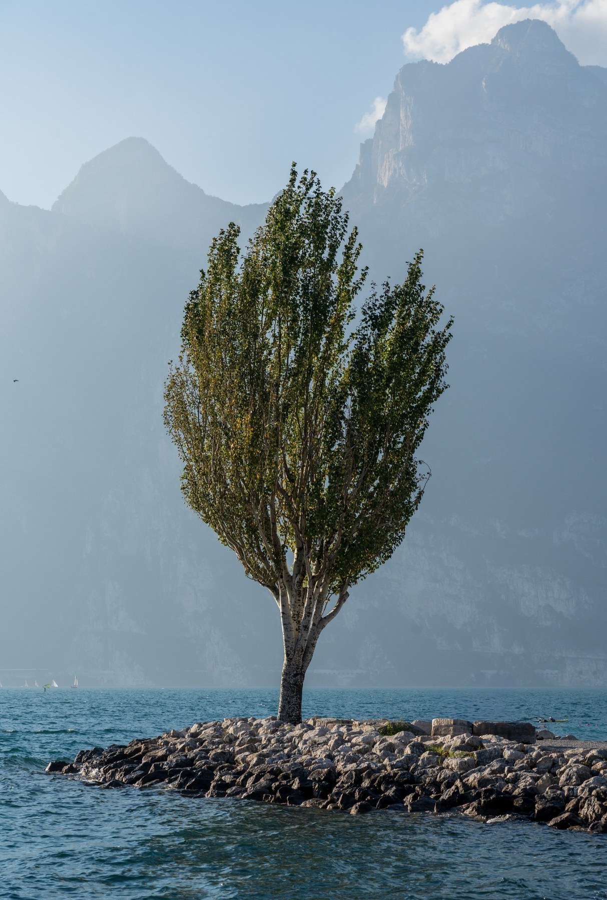 Der Baum am See